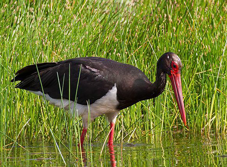 广东常见鸟类图谱图文,广东常见鸟类图谱