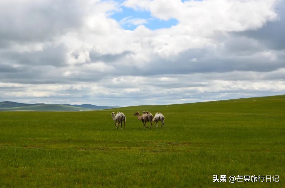带妈妈旅游去西藏,带妈妈去内蒙