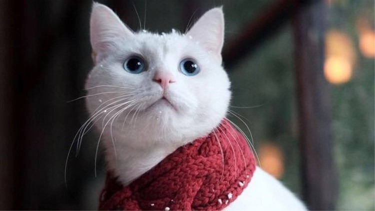 猫咪感冒发烧用啥药品,猫咪药品