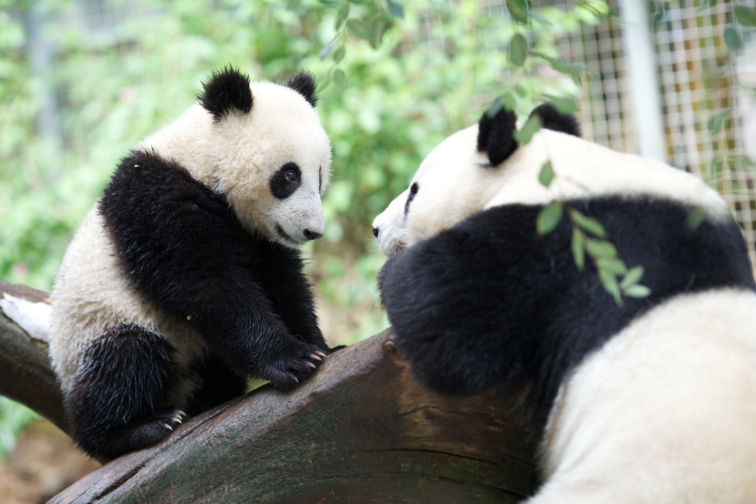 一只成年大熊猫一天能吃公斤竹子,大熊猫杂食性动物为什么只吃竹子