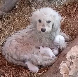 给狗喂吃的会咬你手吗,给狗喂饭要咬到手吗