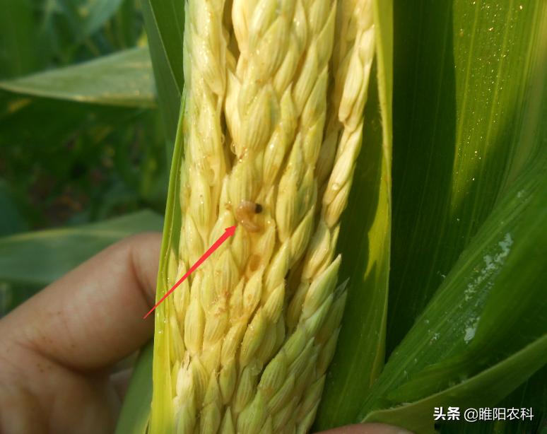 苹果钻心虫怎么治疗,苹果钻心虫用什么农药控制最有效