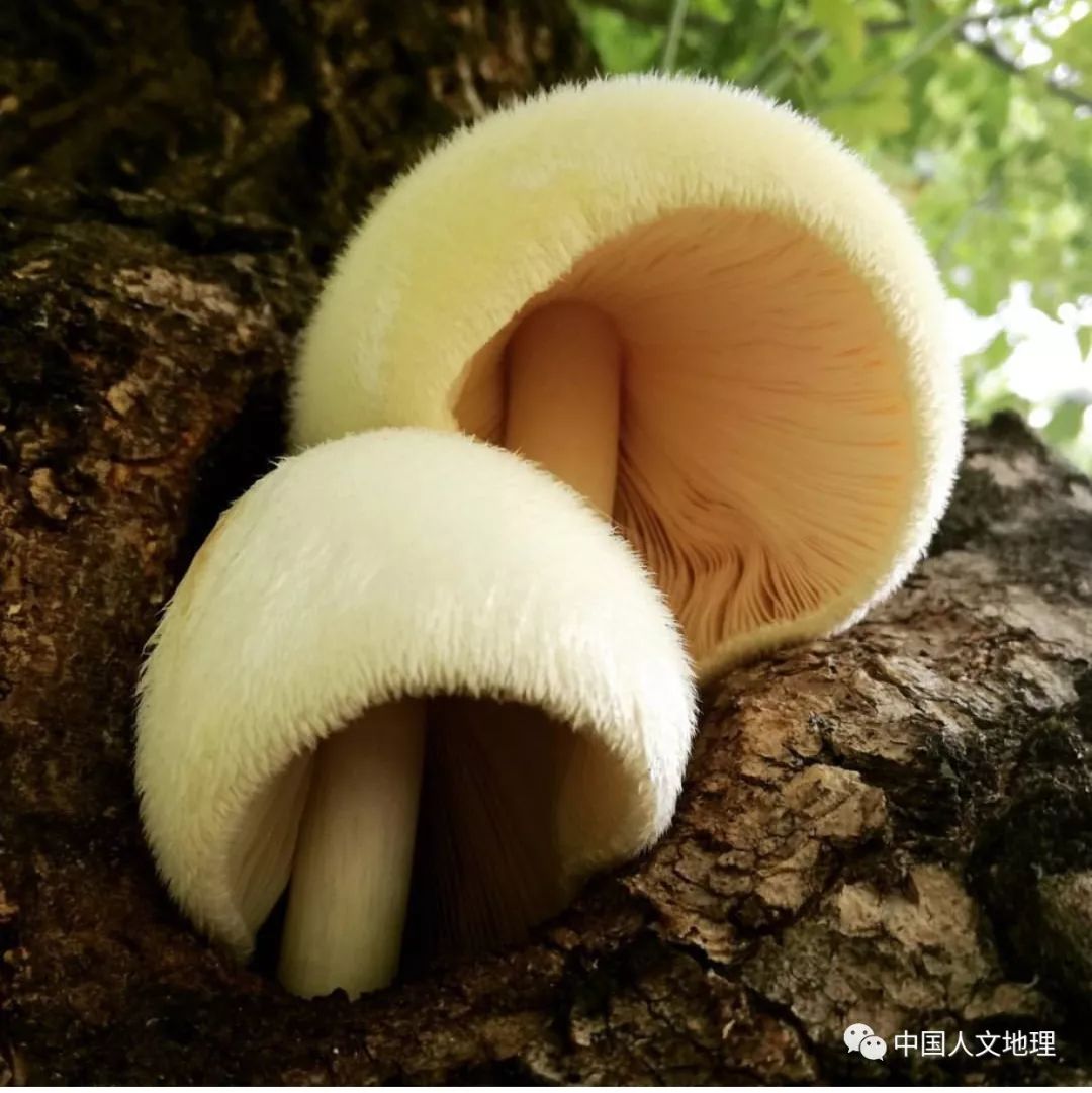 摄影彩色蘑菇,摄影师拍摄迷你蘑菇