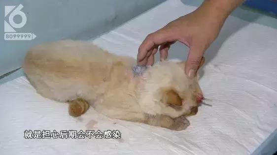 猫咪眼睛被刺了一下,小猫的眼睛被鱼叉刺穿