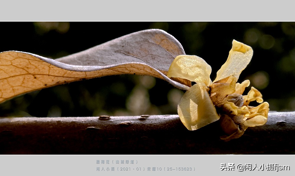 如何拍出腊梅摄影作品图片,腊梅手机摄影技巧