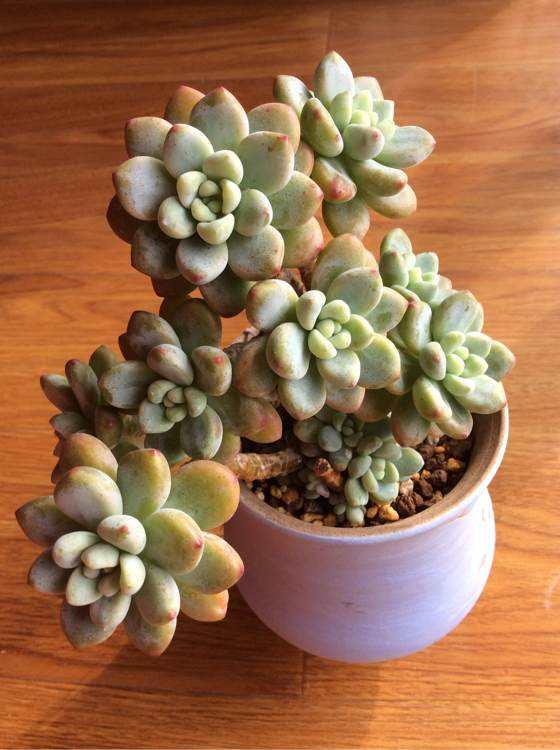 5种自带“体香”的多肉植物，阳台养一盆，香喷喷