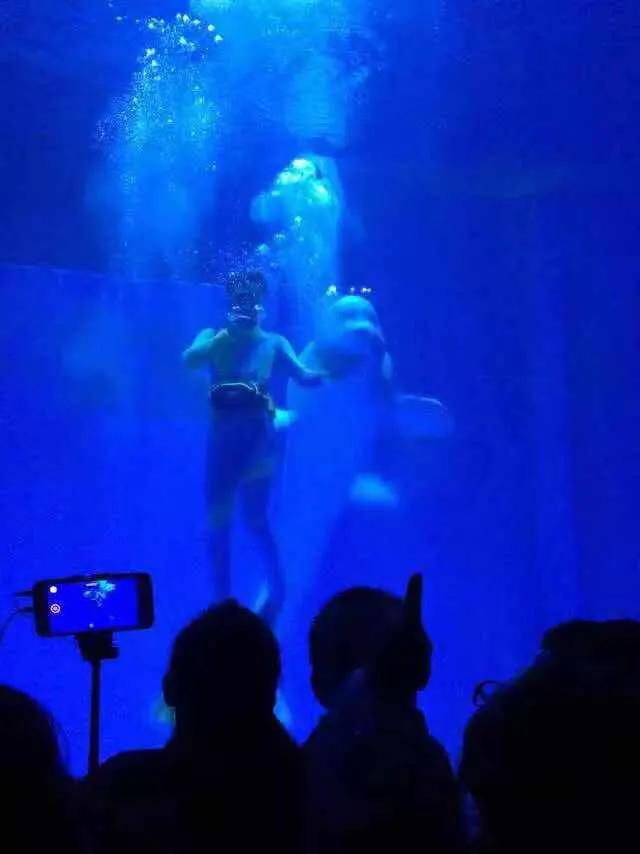 哈尔滨极地馆2期游玩攻略,哈尔滨极地馆动物视频大全