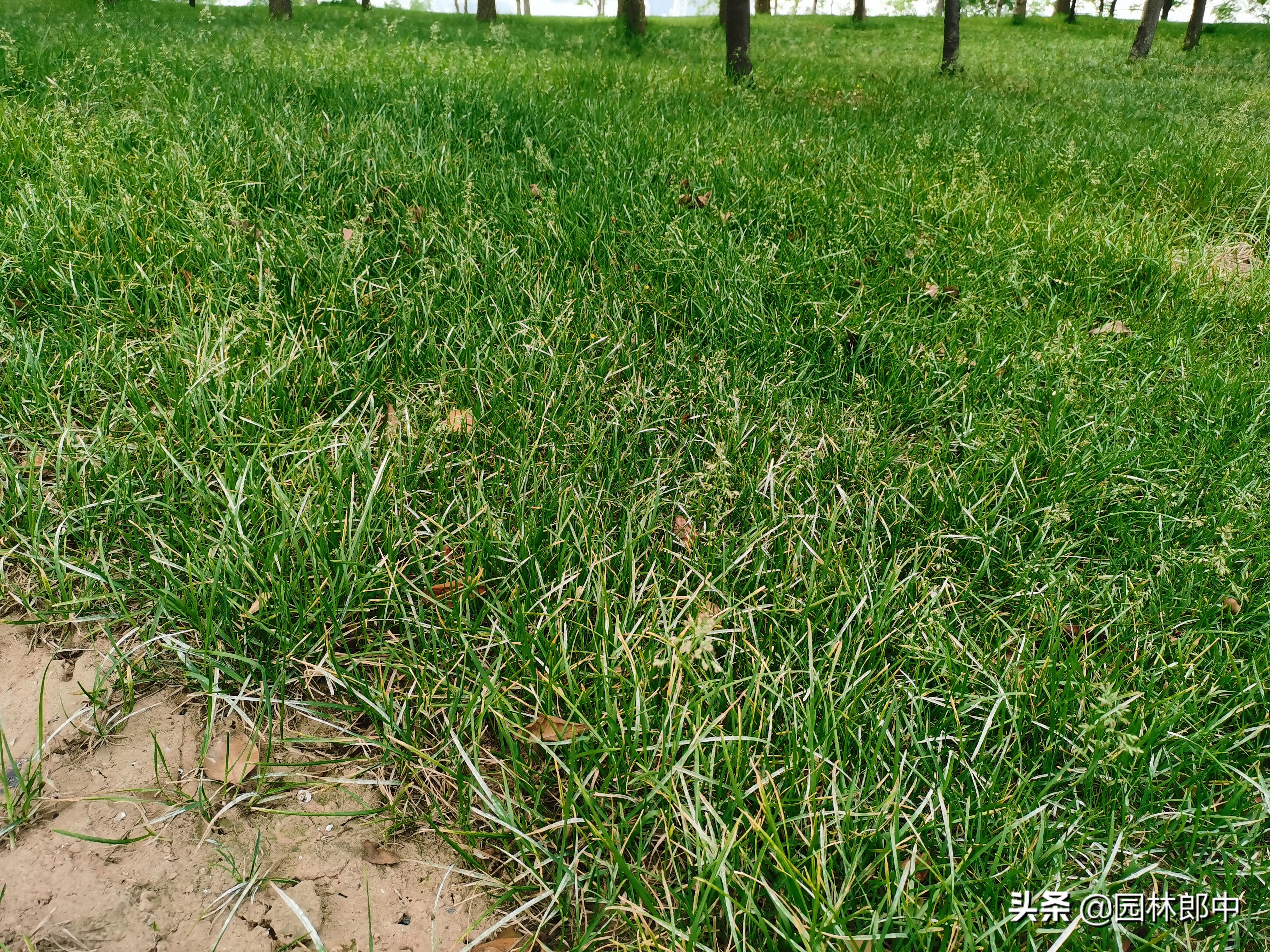 夏季草坪发黄发枯怎么救活,草坪出现黄粉病怎么治