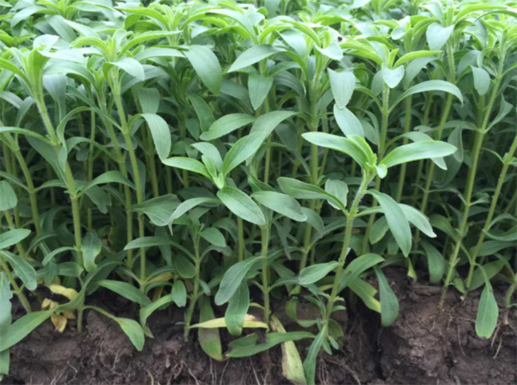 甜叶菊现在前景怎么样,甜叶菊为什么美国不能使用