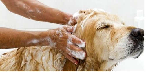 狗狗第一次洗澡的注意事项,狗狗洗澡注意事项和禁忌