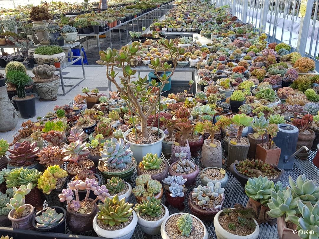 韩国大棚多肉,肉叔带你走遍韩国多肉大棚