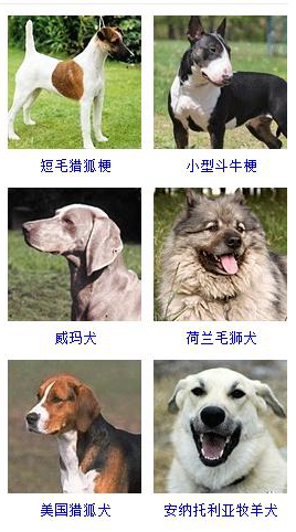 狗狗品种大全及图片超可爱宠物狗,宠物狗的常见品种名称大全