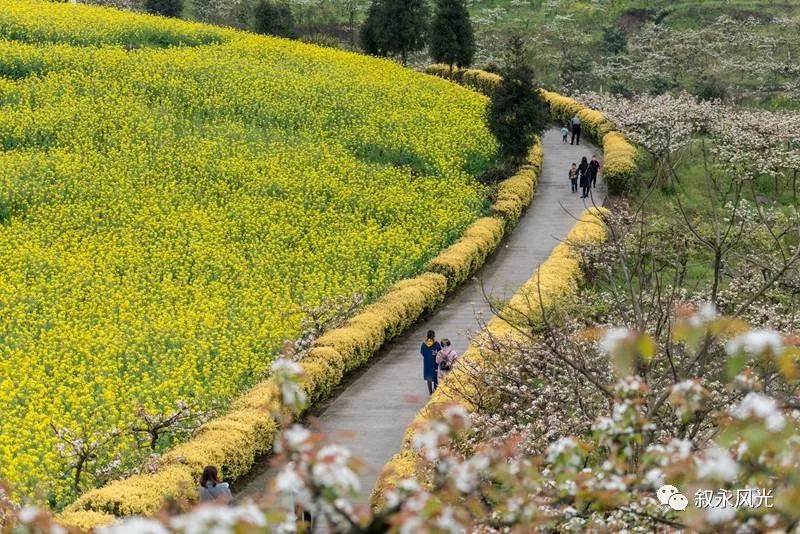 千树万树梨花开风景欣赏,千树万树梨花开美景可以去哪欣赏
