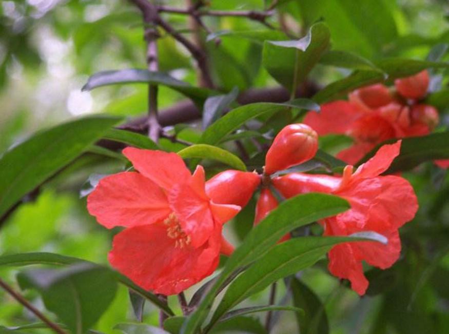 自己种的石榴太酸怎么变甜,怎么种石榴比较甜