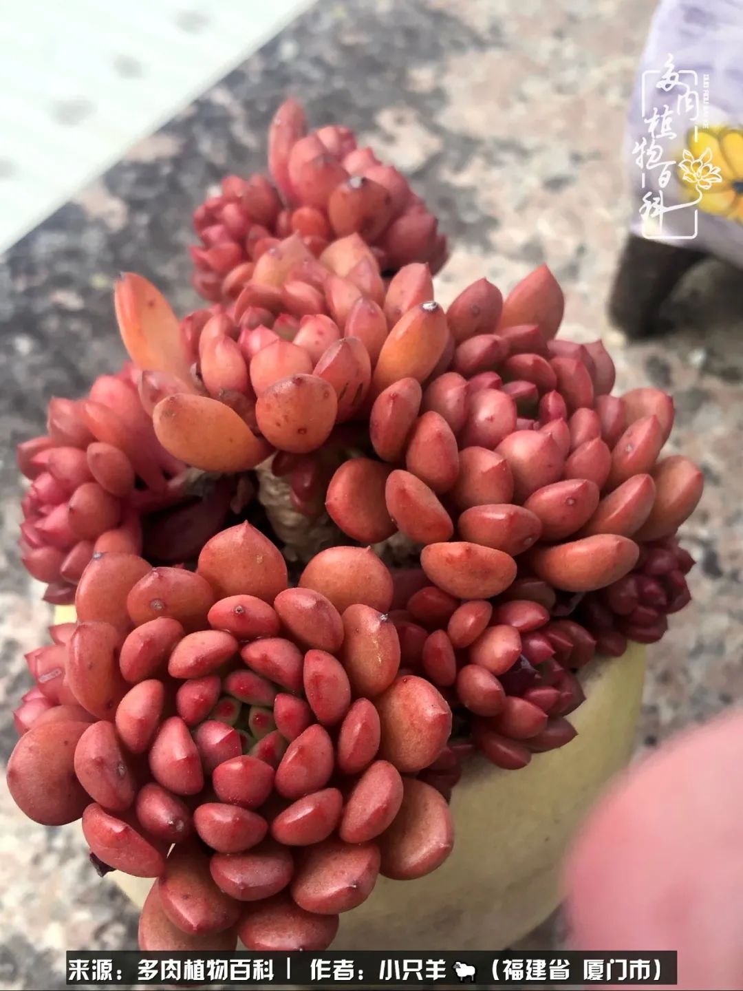 多肉像葡萄一样,多肉像铃兰一样