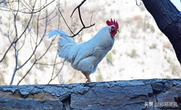 为什么白公鸡那么凶,白公鸡有这么神奇吗