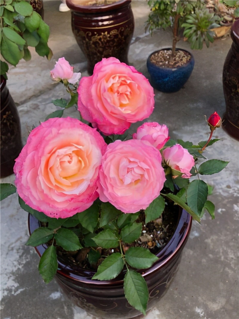 李子柒的院子都种的啥,李子柒推荐的三种花