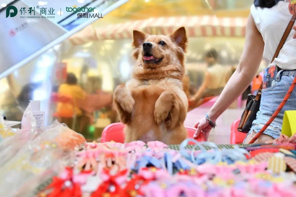 保利MALL 阿派领养日！有只萌宠在call你…