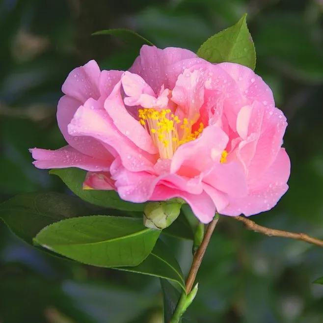 百花齐放的尸魂界，说说《死神》漫画中以“植物”来命名的斩魄刀