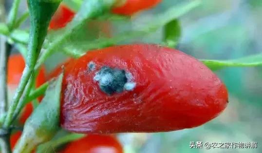 枸杞病虫草害及其防治彩色图谱,枸杞的病虫害怎么治