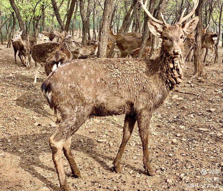 洛阳市宜阳凤凰岭射箭,宜阳县凤凰岭体育基地