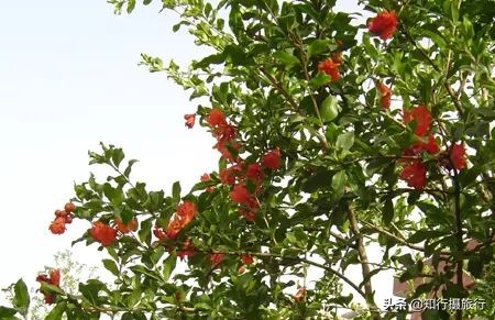 苏州太湖西山岛江浙沪最强攻略,太湖西山岛旅游完整攻略