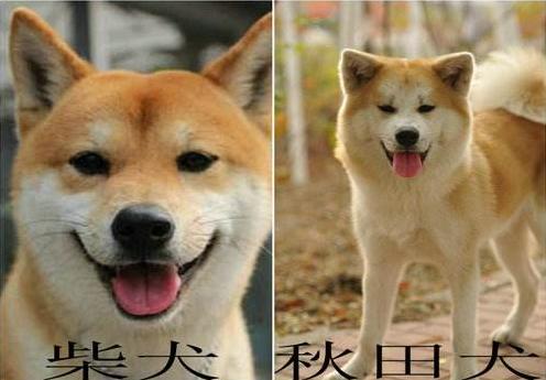 十大最容易认错的狗排名,最容易被认成土狗的几种名犬