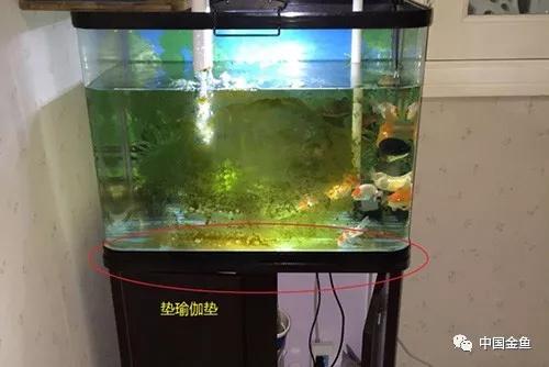 家庭鱼缸金鱼养殖技术视频,养金鱼一定要用增氧泵吗