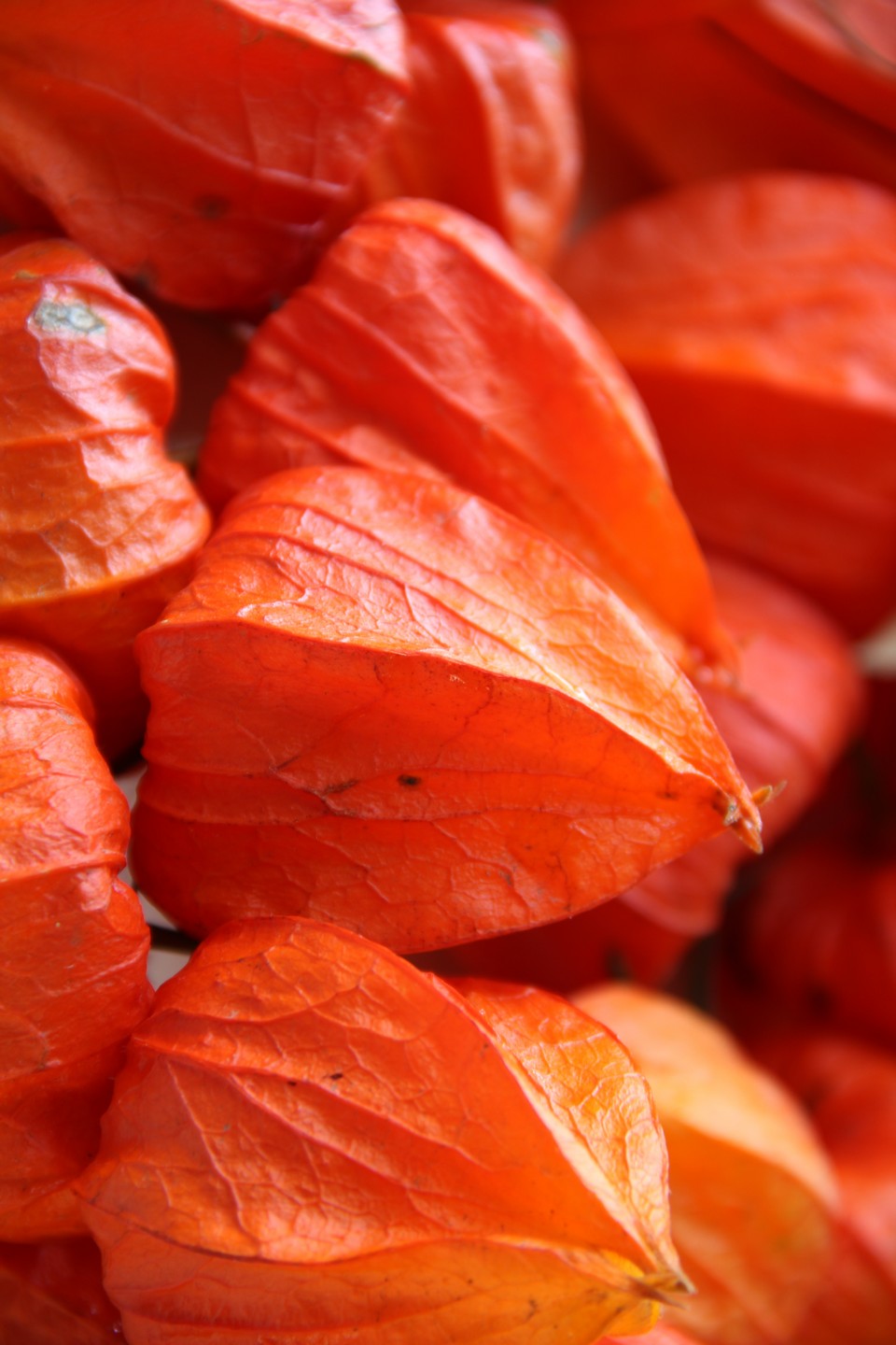 东北红姑娘图片大全,东北红姑娘种植技术