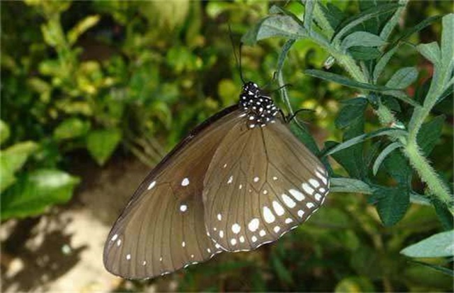 蝴蝶的养殖技术,养殖蝴蝶基地视频