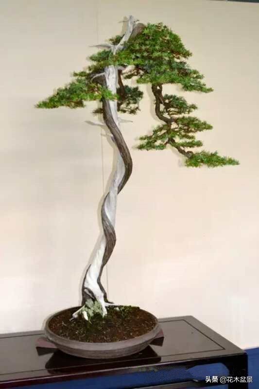 文人树盆景，宣泄一种情绪，吐露一种幽愤