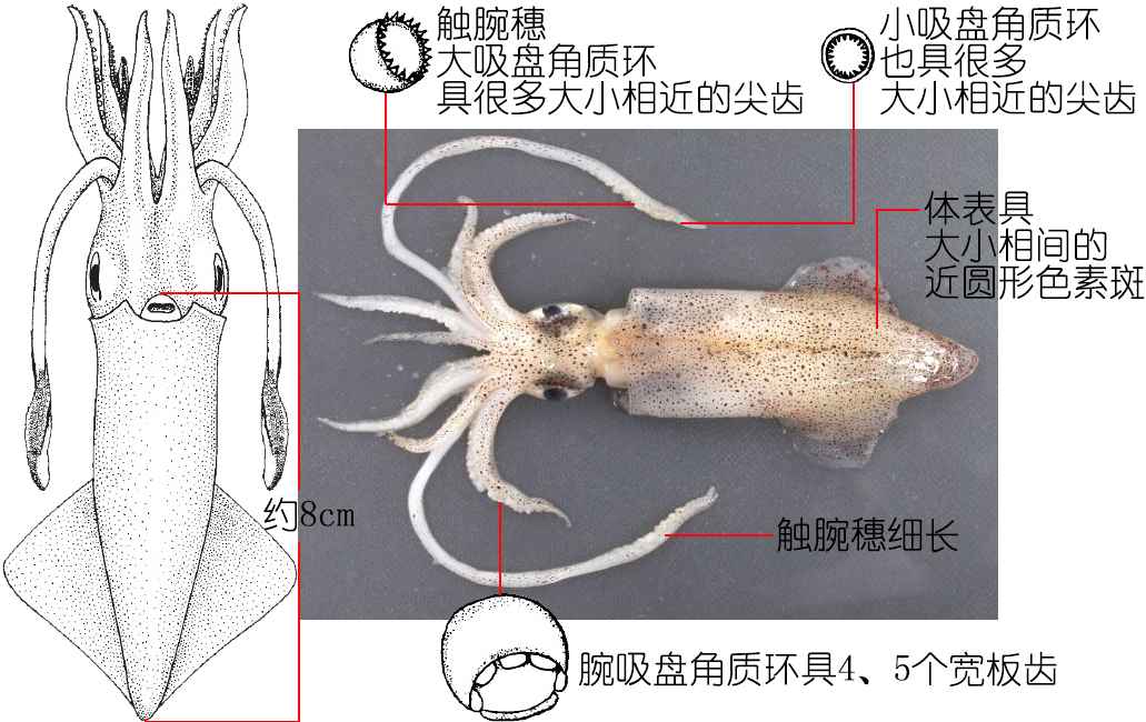 海鲜认知大全,海鲜认知大全虾