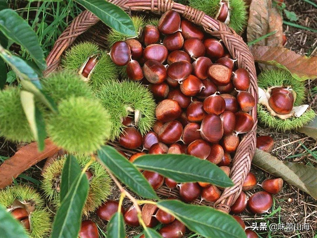 板栗怎么储存才能放得更久,板栗怎么保存可以放得更长久
