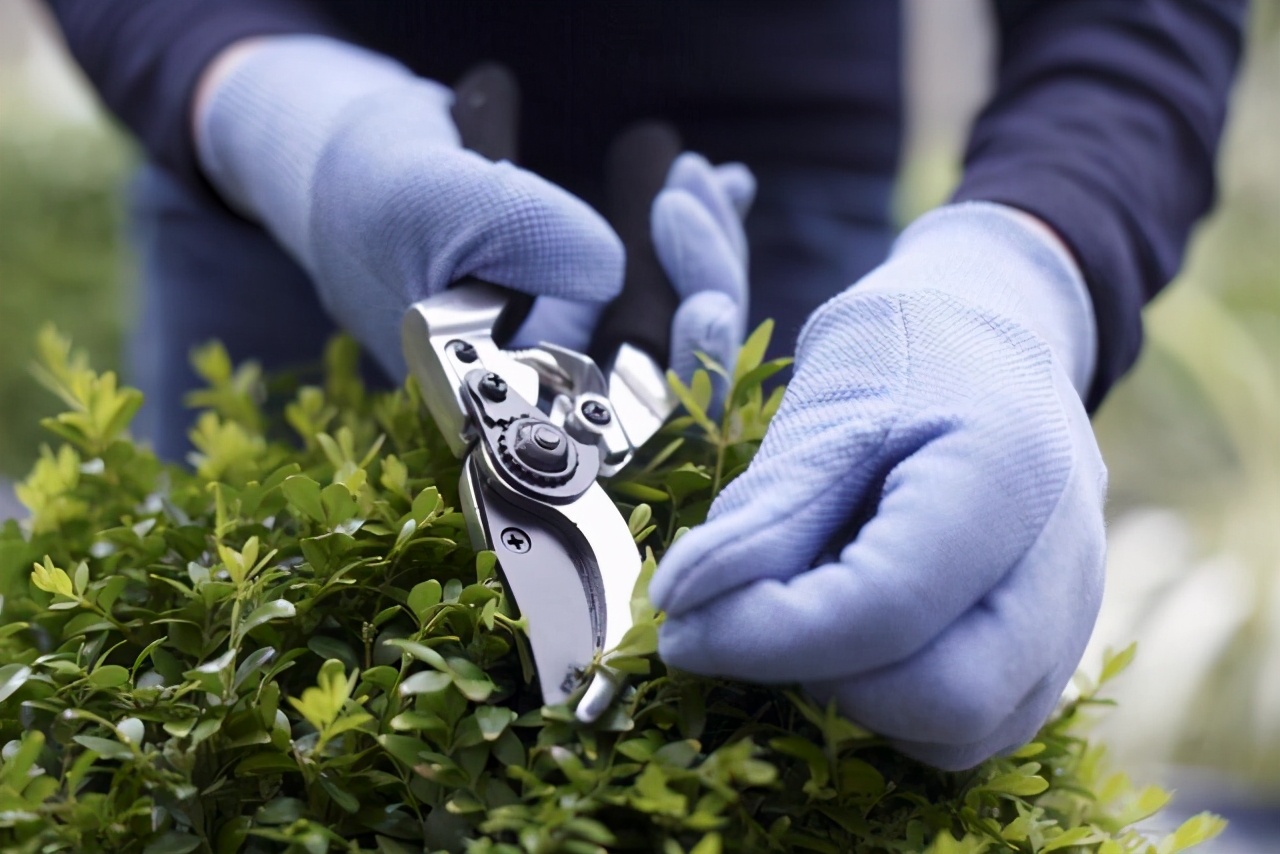 米兰花怎么养才能开得好看,米兰花的种植方法及养护