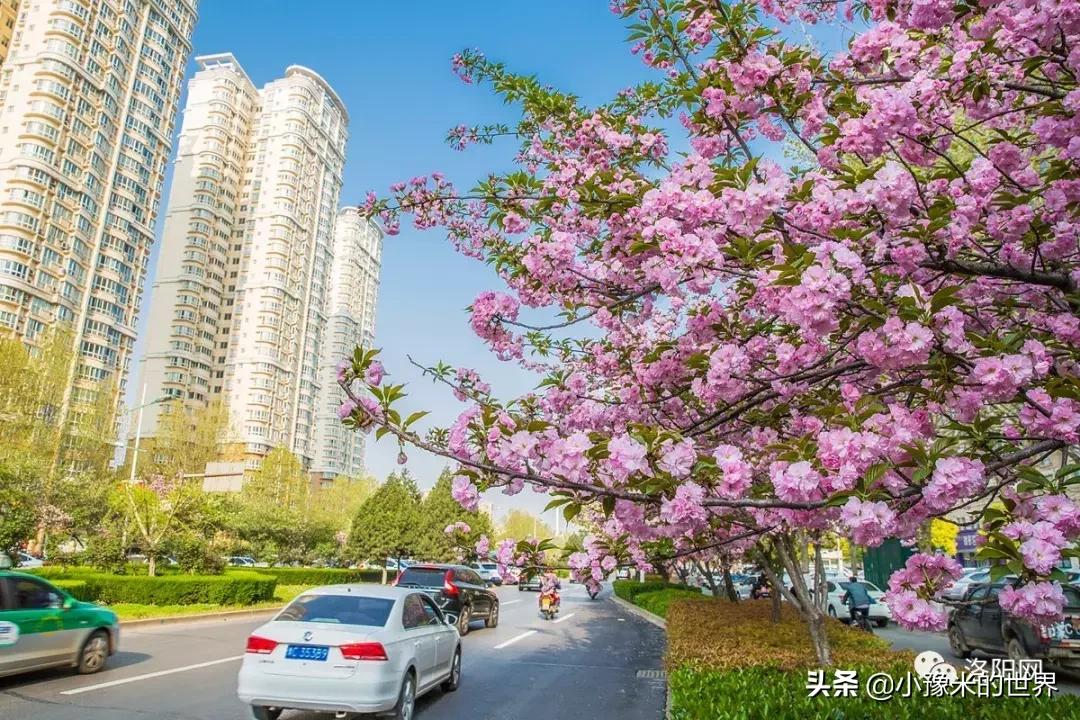 河南洛阳发布最新通知,洛阳牡丹花会向全世界发出邀请