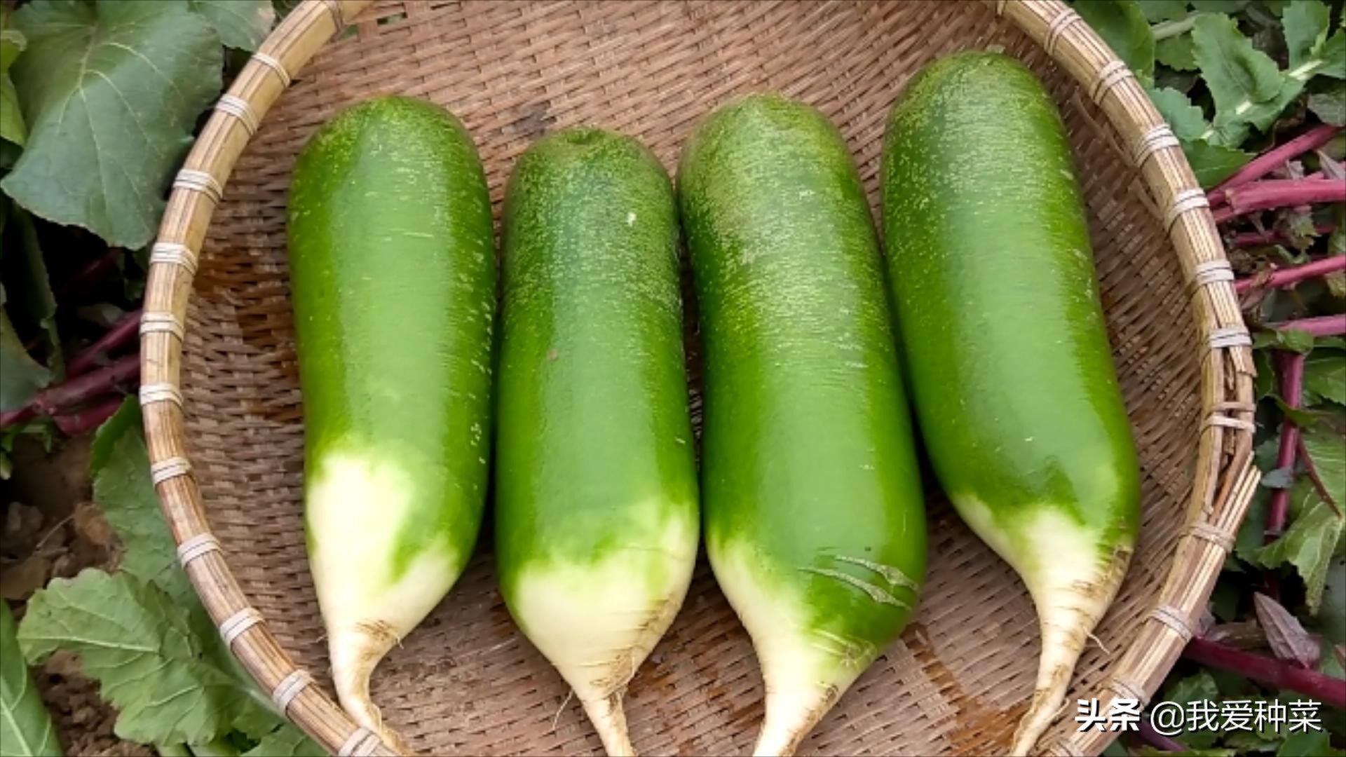 又香又甜的萝卜种植方法,脆萝卜的做法甜酸脆不辣