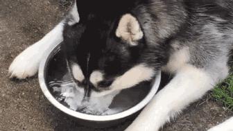 夏天哈士奇怎么降温,夏天如何给哈士奇避暑