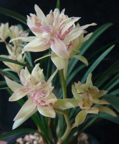 兰花奇草开奇花,适合新手养的兰花有哪些带图片