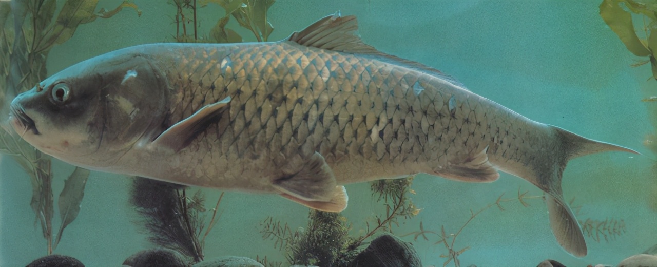 欧洲鲫鱼泛滥成灾,麦穗鱼在欧美泛滥成灾的原因