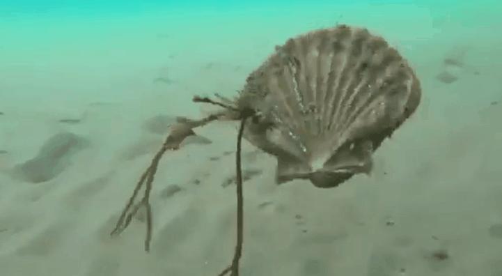 扇贝跑路的风险,扇贝真的会跑么