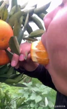 临近年关吃东西容易上火，就让这款小甜橙拯救一下