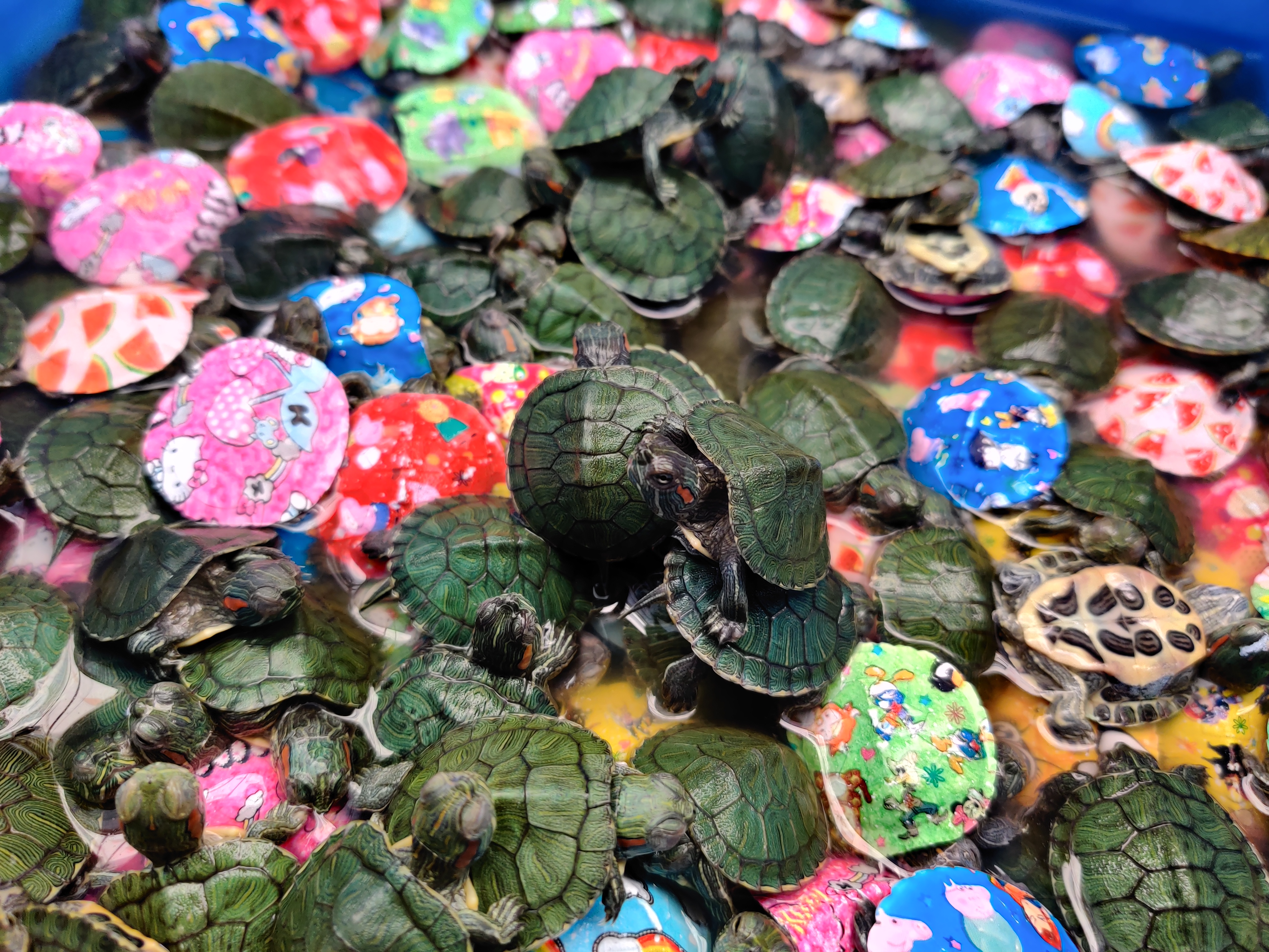 新手养乌龟怎么选健康的龟,新手养乌龟养什么龟最好第一名