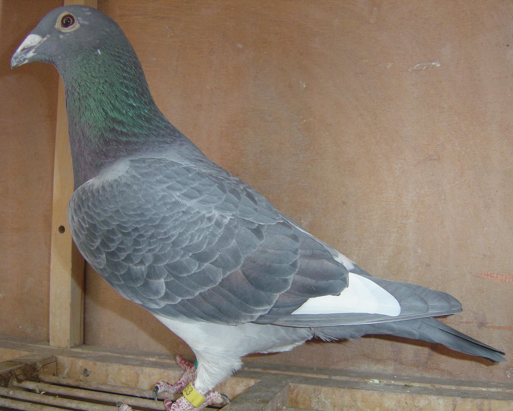 单眼伤风对赛鸽比赛的影响,赛鸽发烧会引起单眼伤风吗