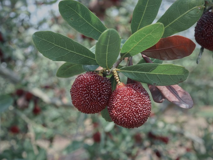 错过救赎山，还有彩虹山，手把手教你把漳州火山岛玩成假装在国外