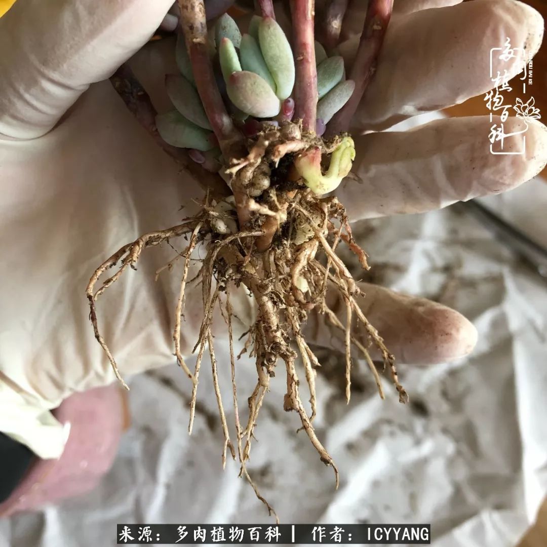 多肉隔着玻璃晒太阳效果好吗,隔着玻璃养的多肉照样长得好