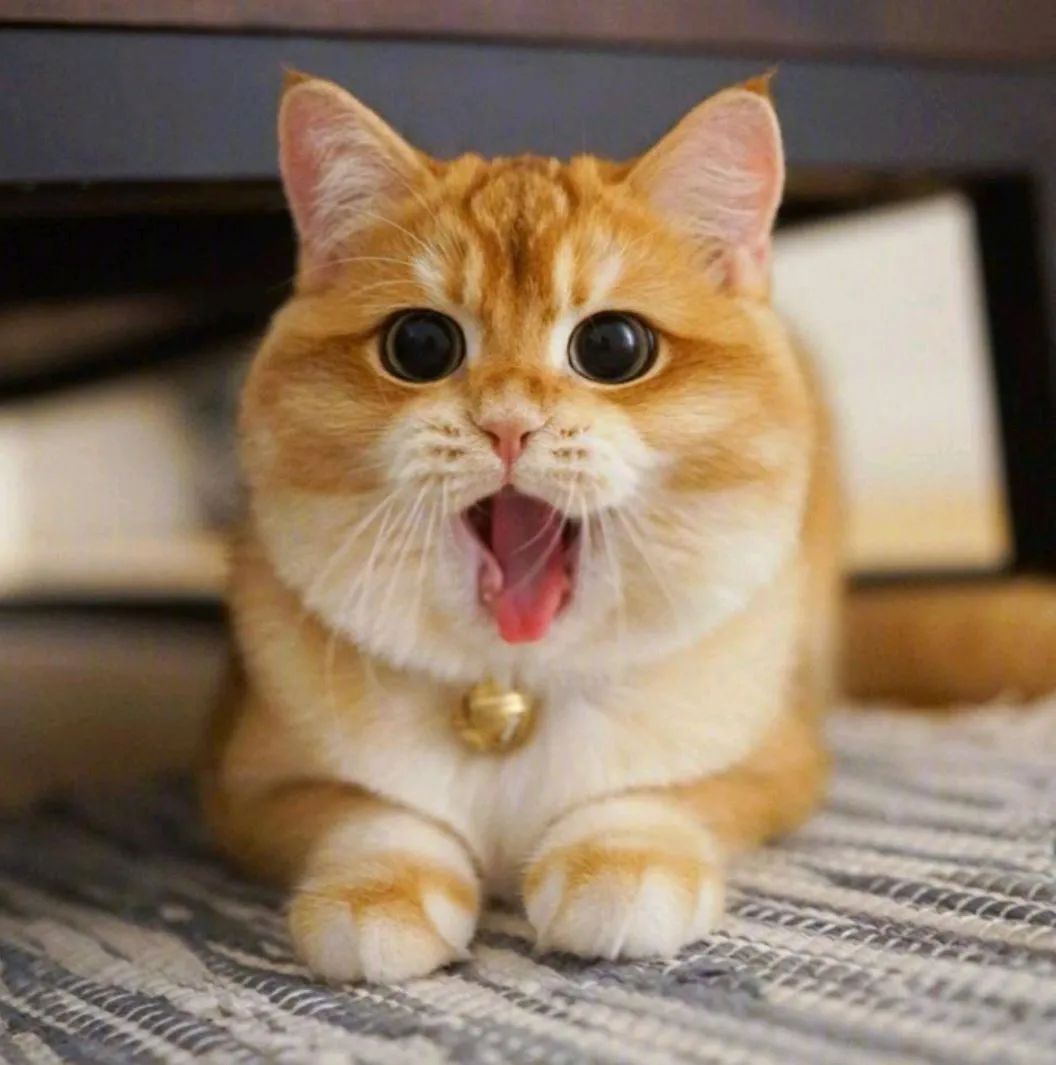 猫毛引起儿童结膜炎,猫结膜炎会传染猫吗