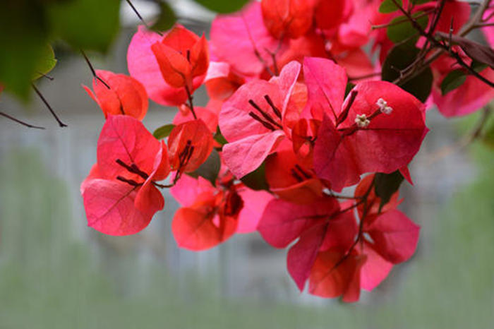 怎么养花才能使花更好,怎么样养花才可以让花活得更久