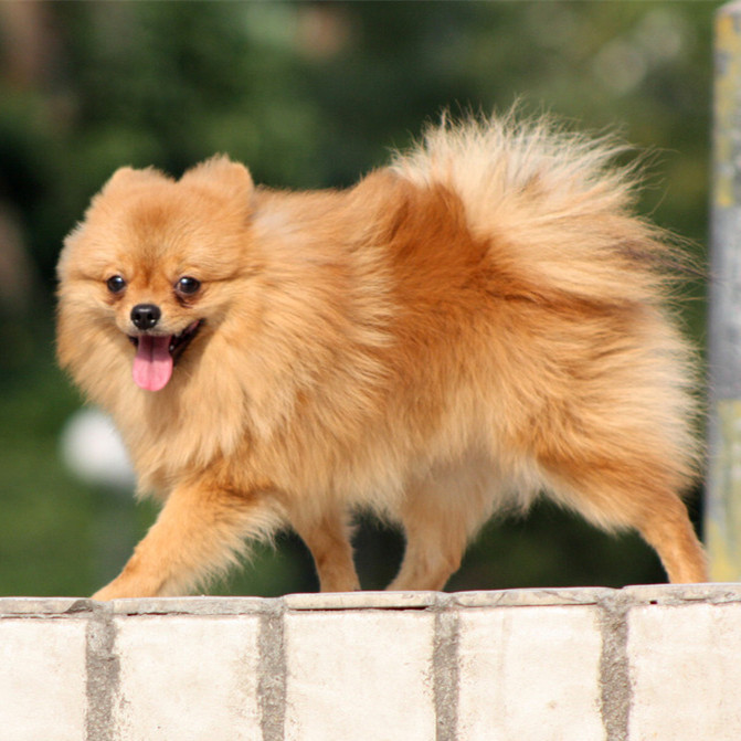 世上最漂亮的十种狗,最名贵的狗叫什么名字