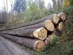 32种最硬的木材,家具木材硬度排行