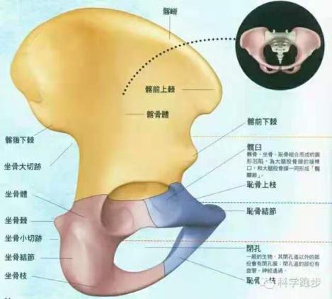如何消除假髋,怎样纠正假髋宽
